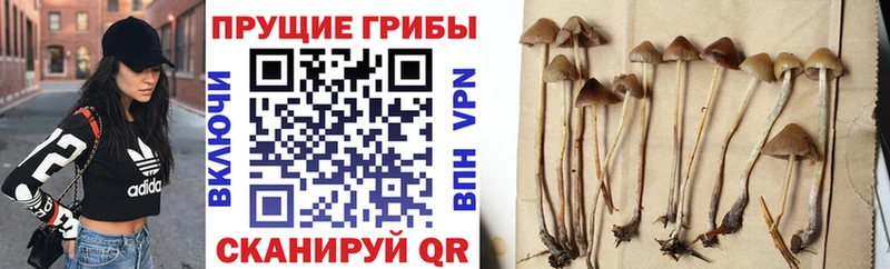 Купить  Торопец  Галлюциногенные грибы Psilocybe 